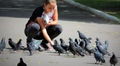 Защо не може да се хранят гълъби на улицата